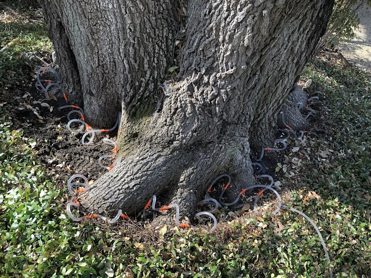 Detailed Tree Cabling and Bracing job site in Patrick Springs