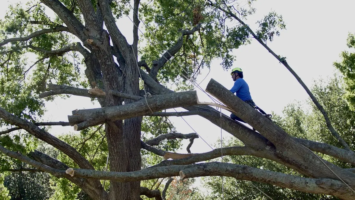Professional Crown Thinning performed by certified arborists in Patrick Springs